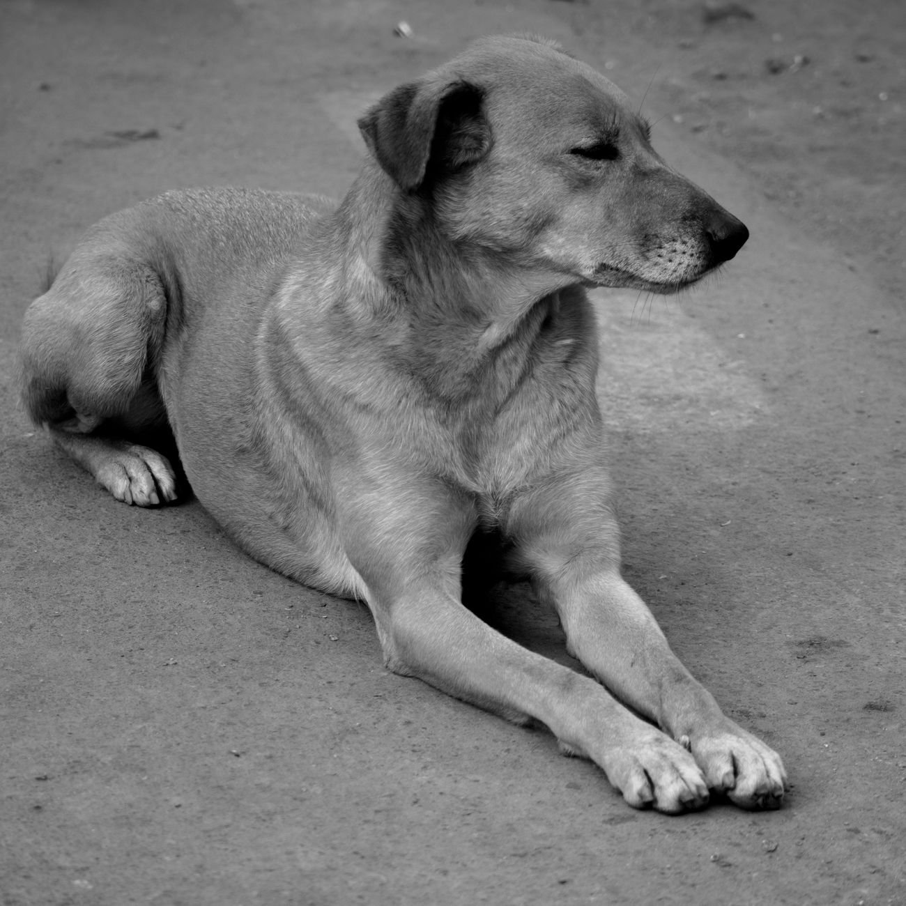 A calm dog lying down while its owner checks its fur