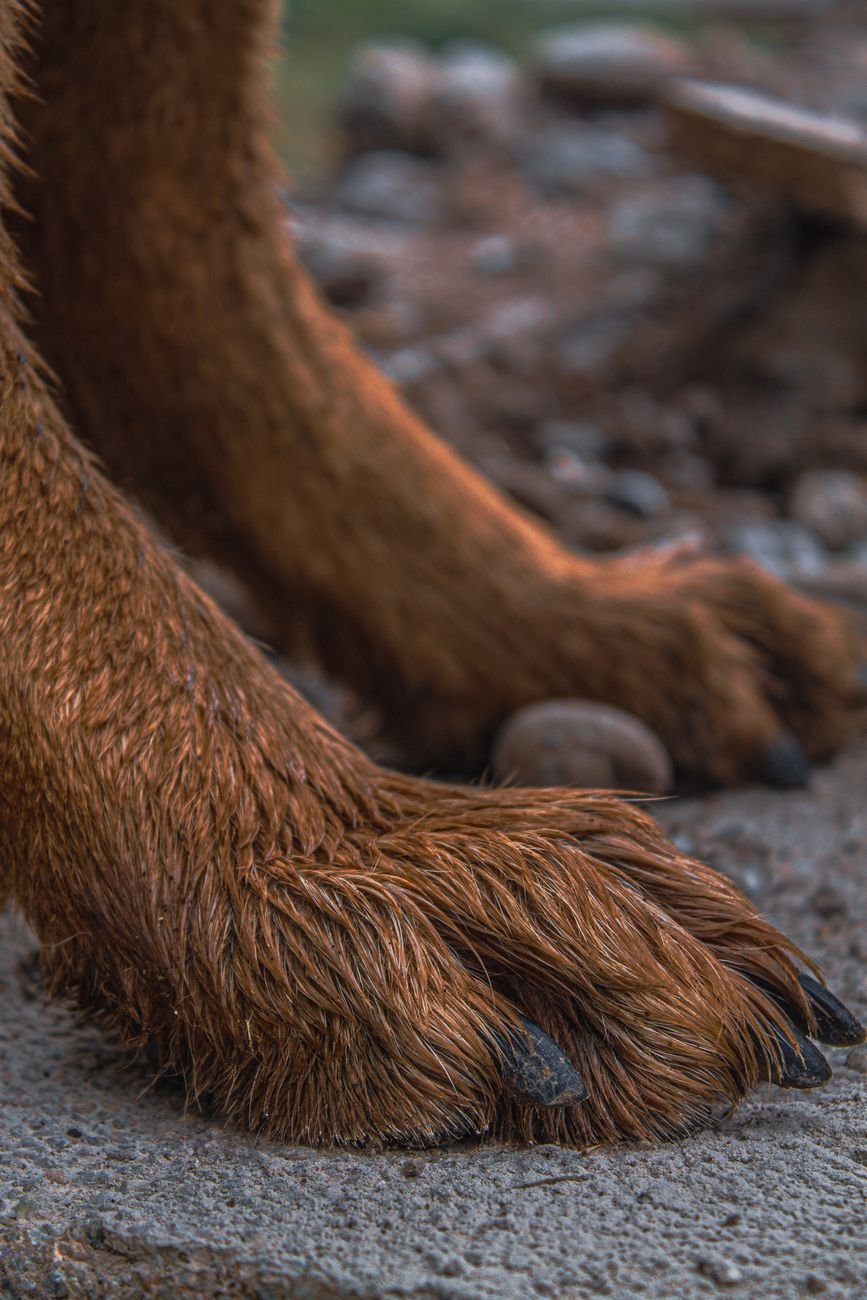 Close-up of a dog's paw