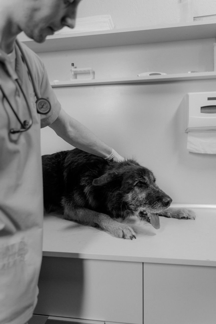 A dog being examined by a veterinarian