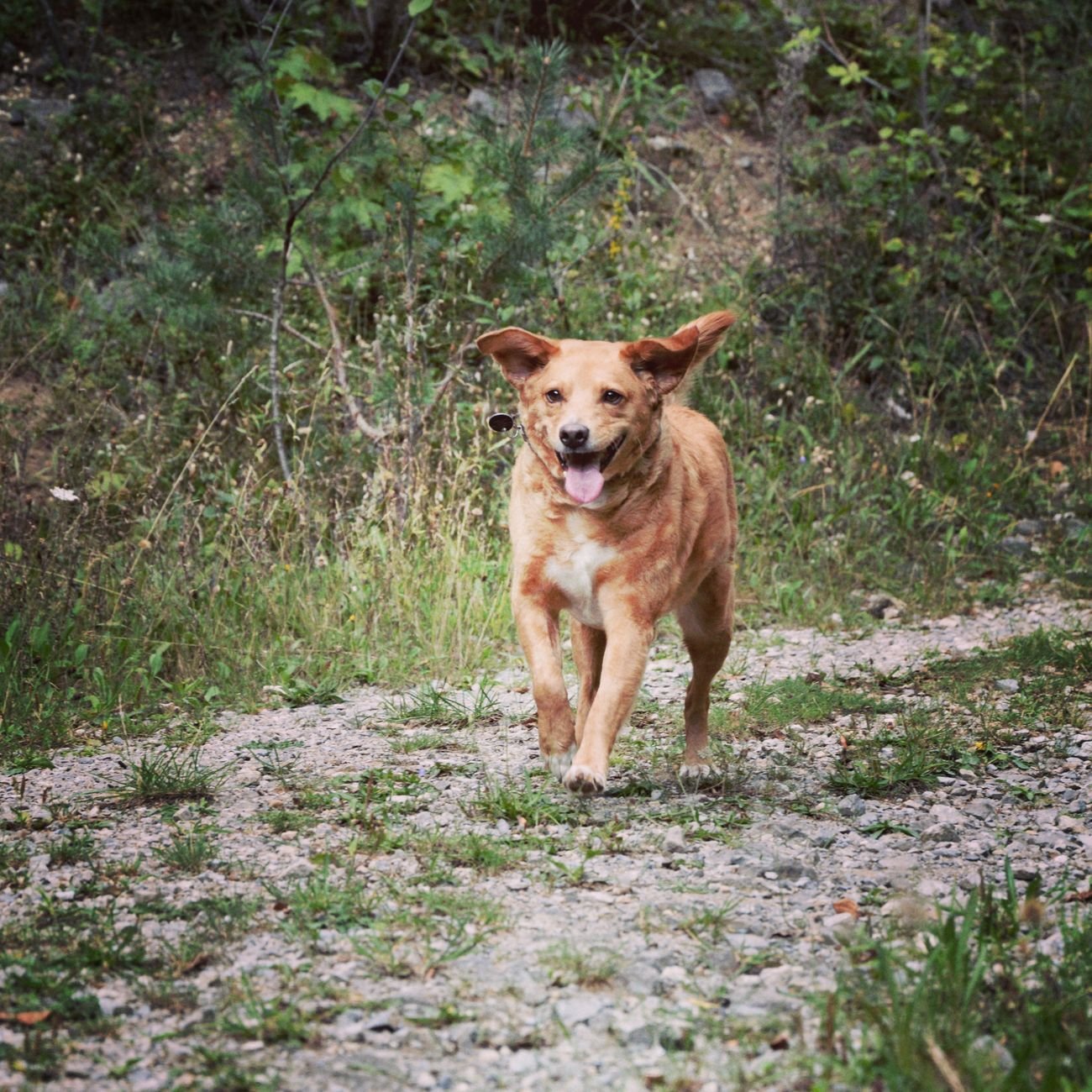 A happy dog on a forest walk with its owner