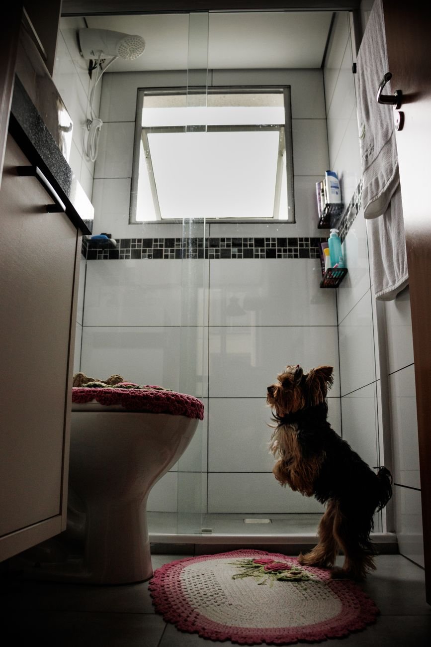A dog standing in a bathroom next to the toilet