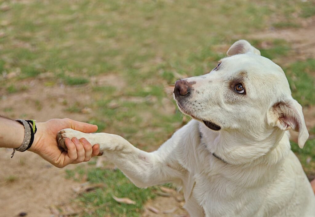 Tricks to Teach Your Dog: 25 Fun Ideas