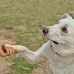 Tricks to Teach Your Dog: 25 Fun Ideas