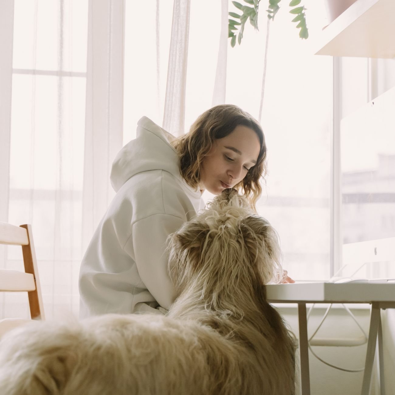 A dog sitting attentively in front of its owner, waiting for a cue