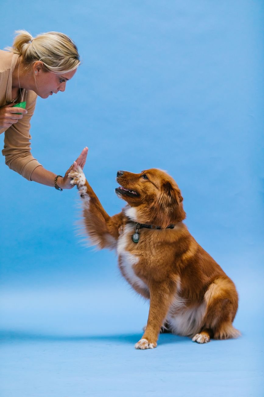 A dog giving a high five to a person