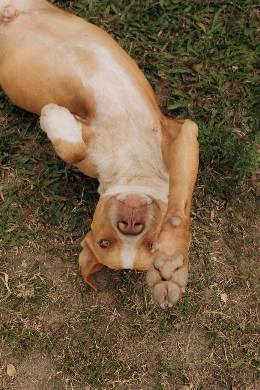 A dog rolling over on its back on the grass