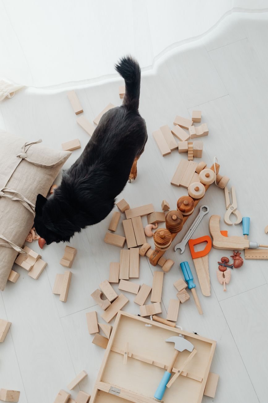 A dog playing with toys on the living room floor