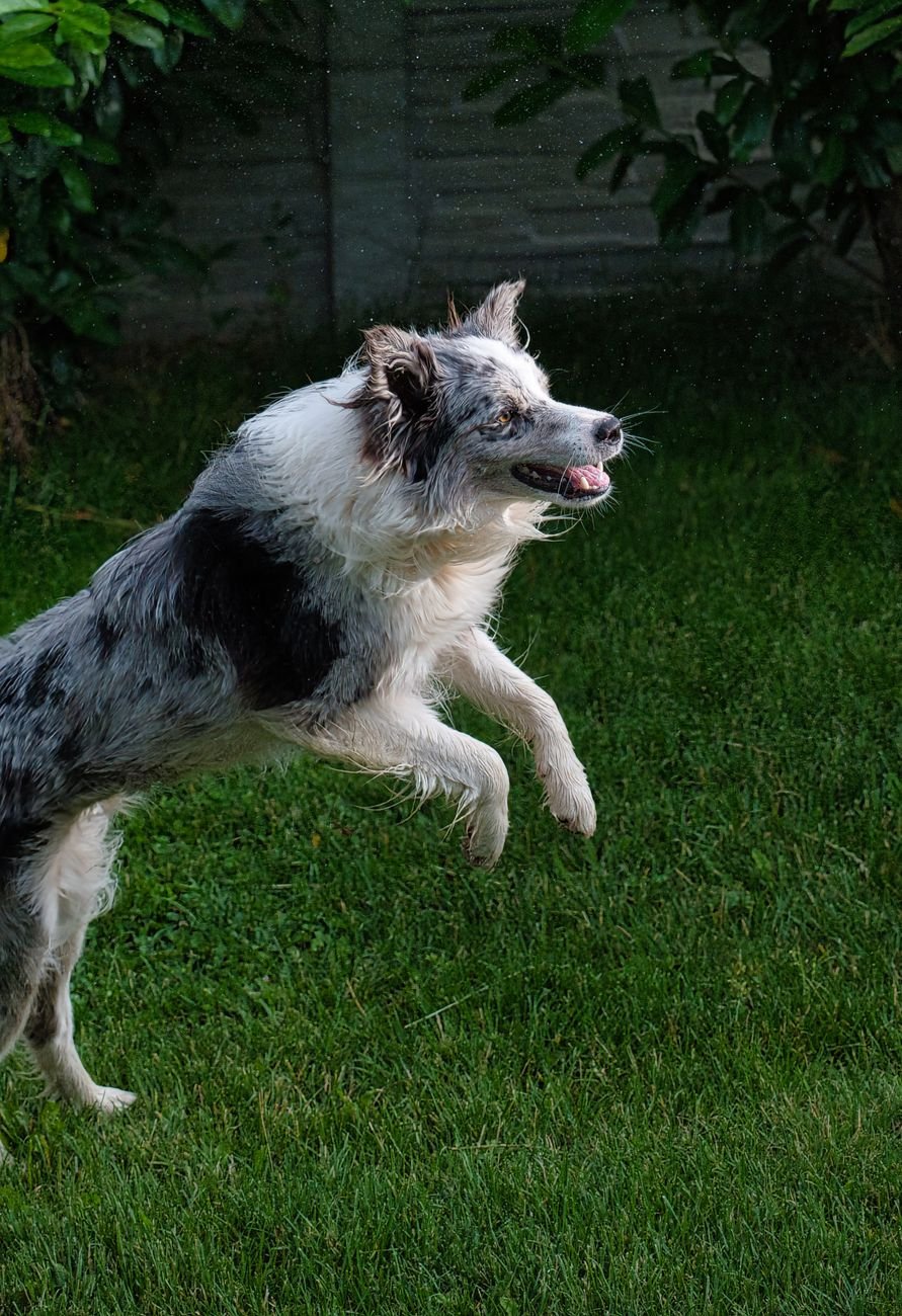 A dog jumping through a hoop or over a low bar
