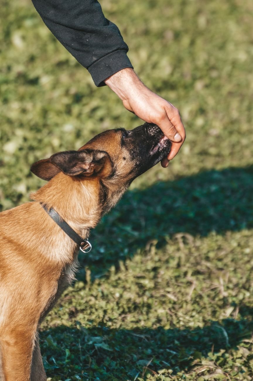 A person rewarding a dog with a small treat