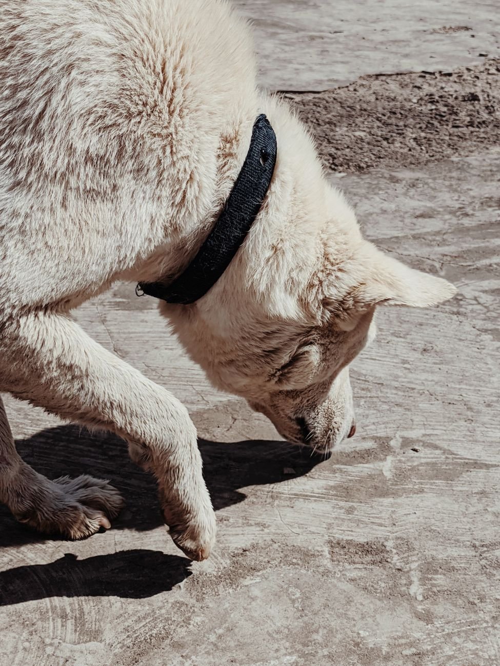 A curious dog sniffing at a kitchen cabinet