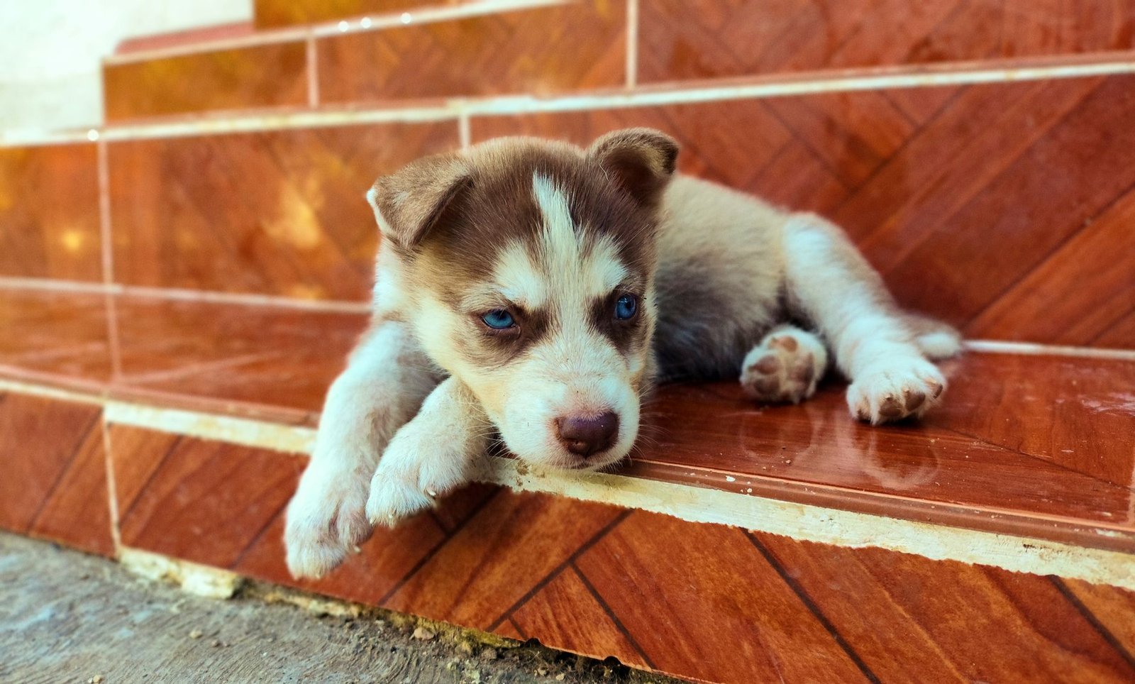 A dog resting in a cozy nook built under a wooden staircase