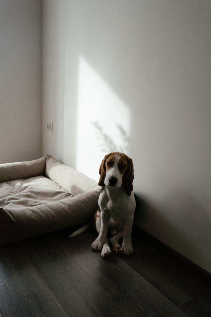 A dog lying on a soft bed in a small cozy corner
