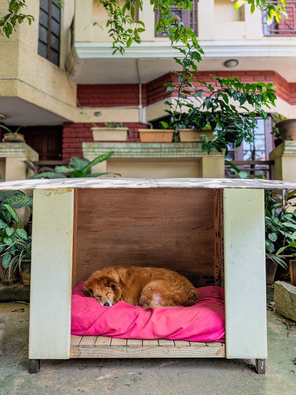A dog resting in a cozy little dog house