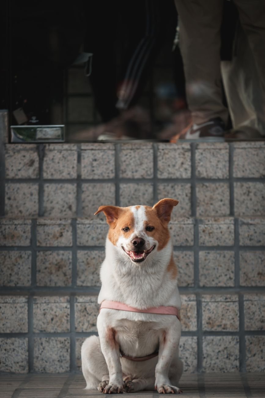 A dog sitting on the stairs at home