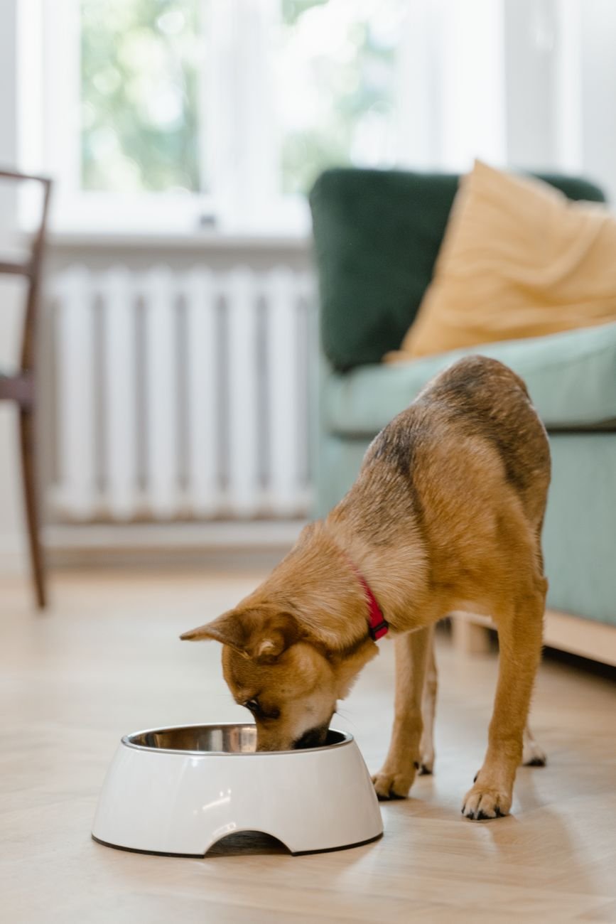 A small dog eating from a bowl at home