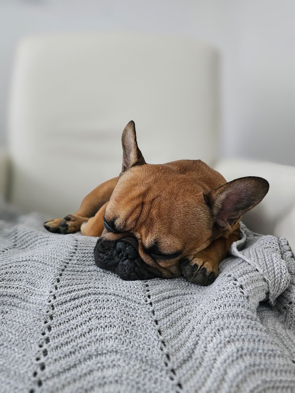 A dog asleep on a soft blanket