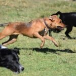 Unique Dog Names Nobody Else at the Park Has