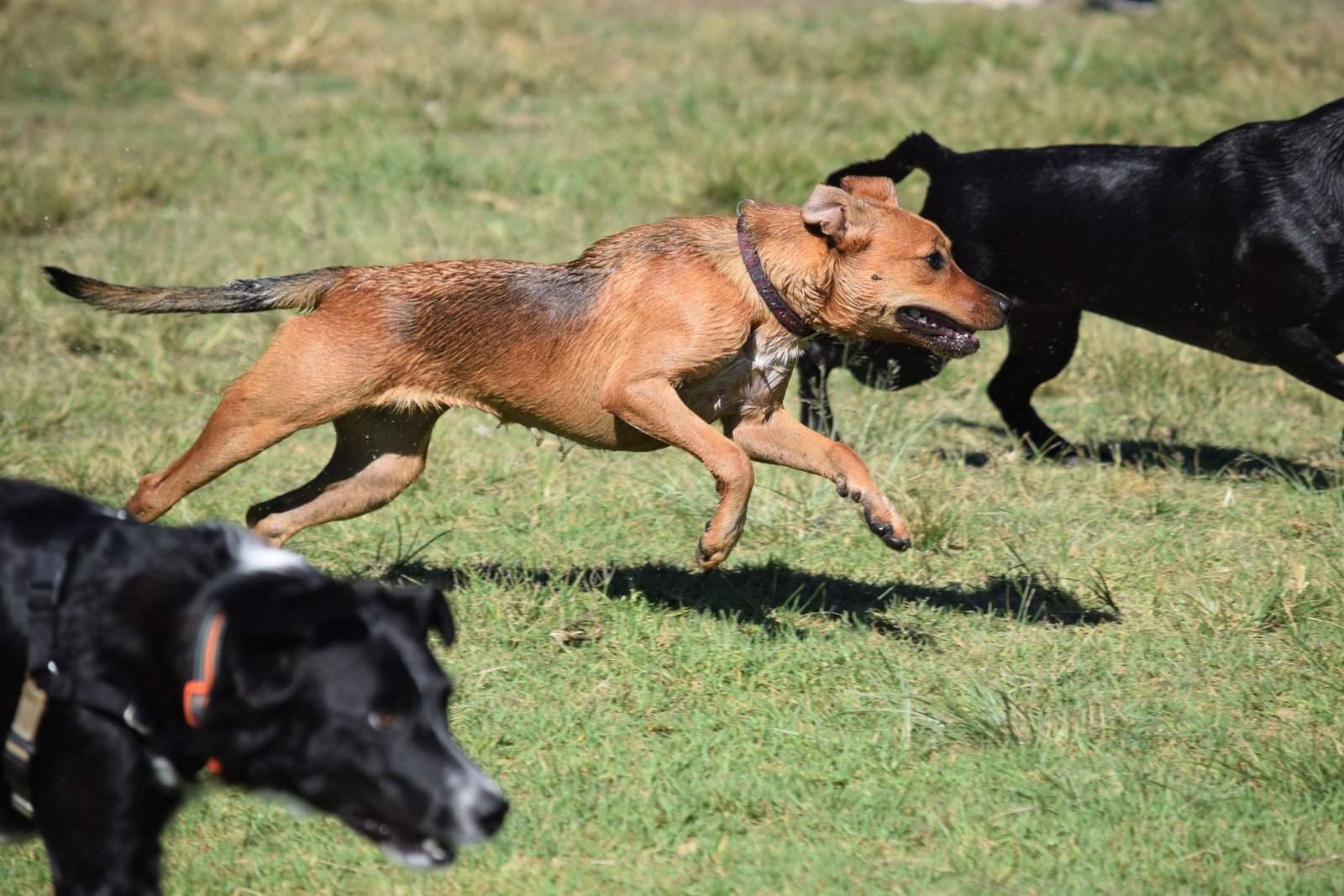 A happy dog running across a grassy park