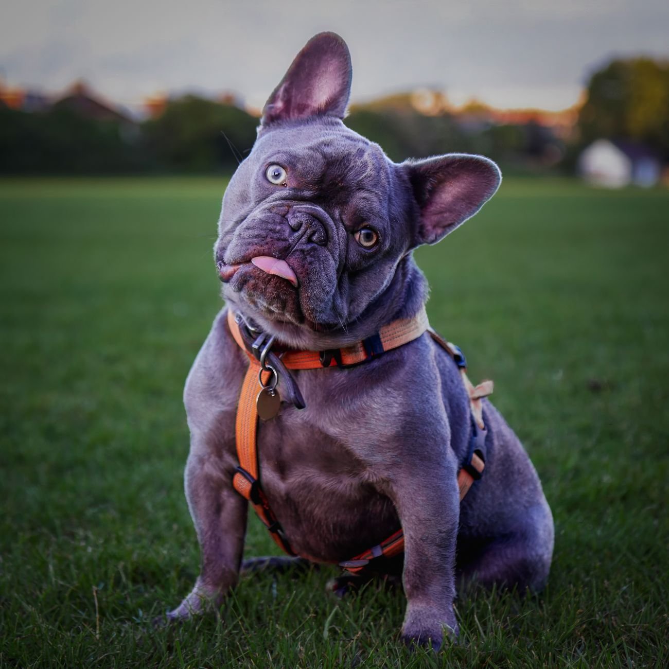 A curious puppy tilting its head