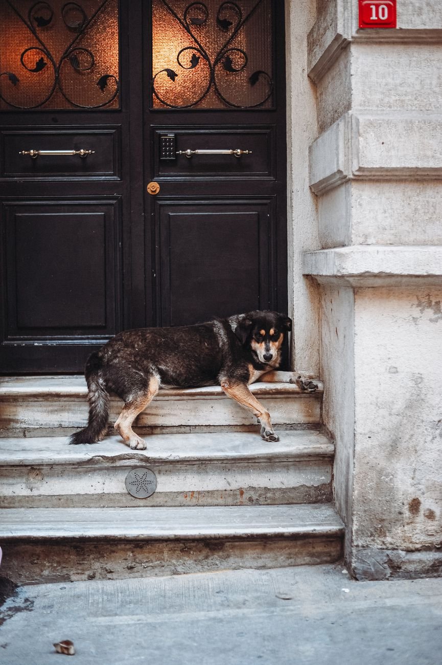 A dog resting on old stone steps by a doorway