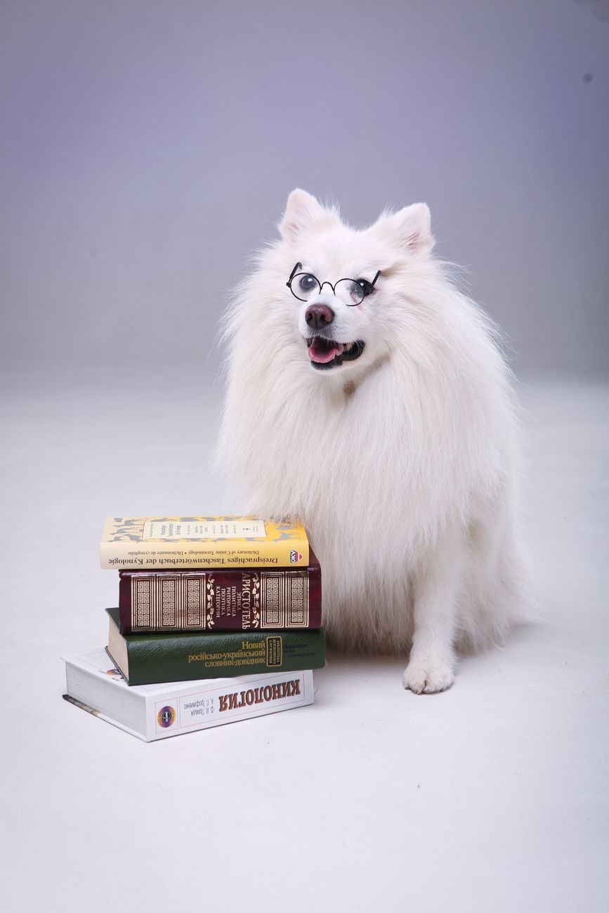A dog lying next to a stack of books