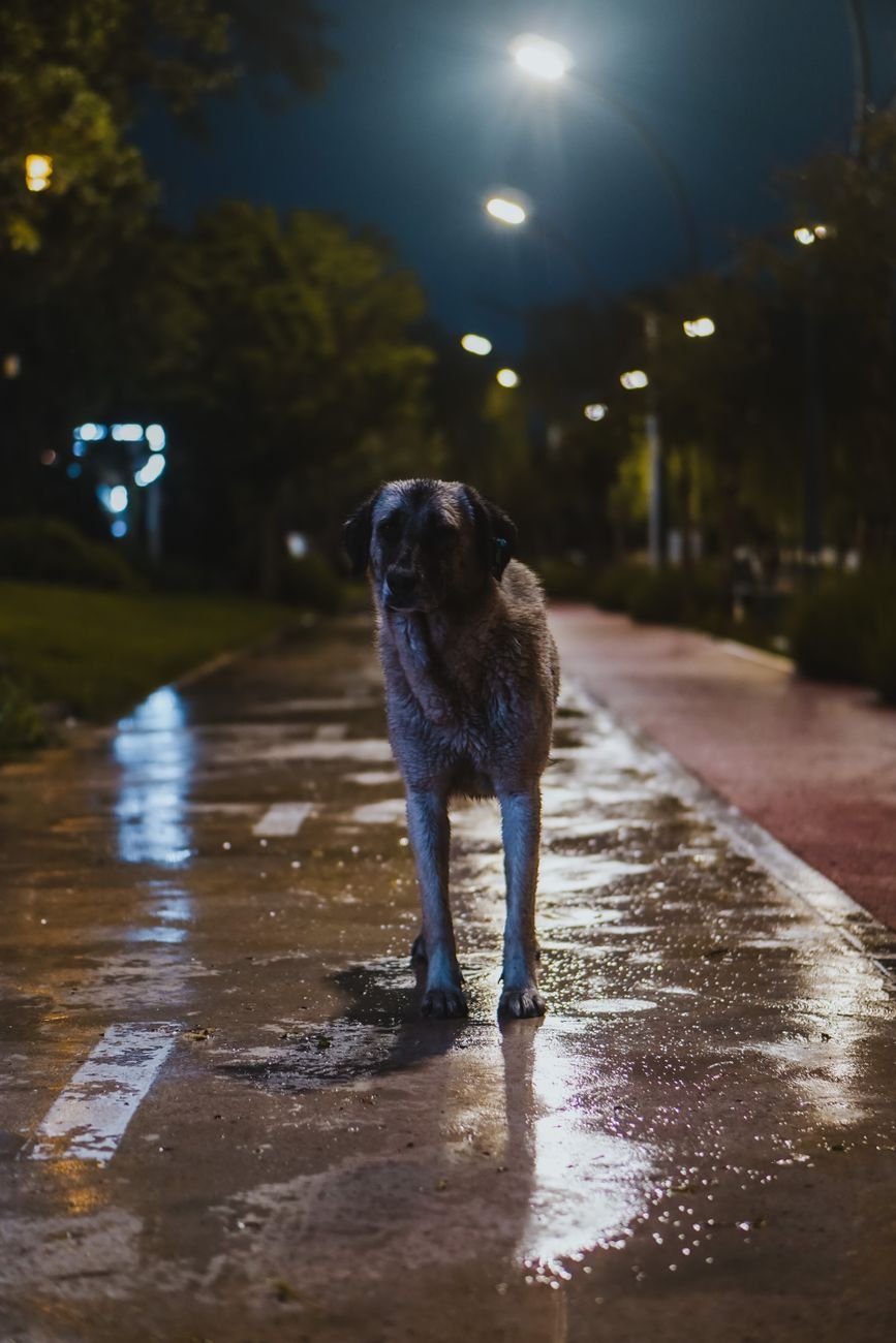 A dog looking up at the night sky or stars