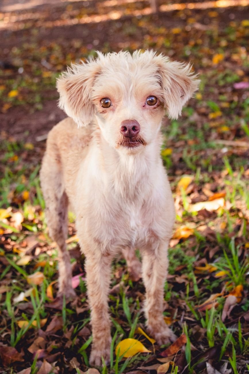 A scruffy little dog with a big personality