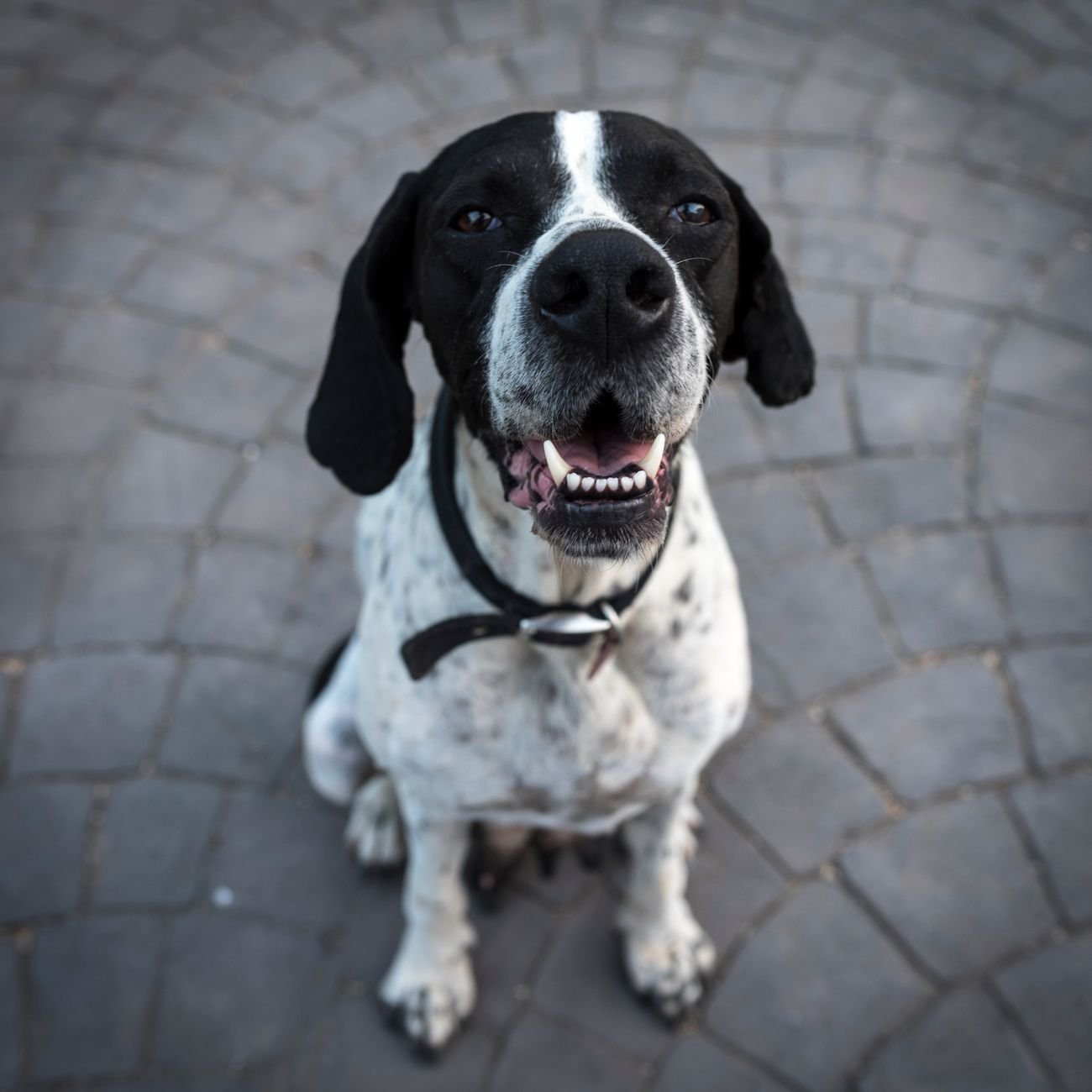 A dog sitting and paying attention to its owner during training