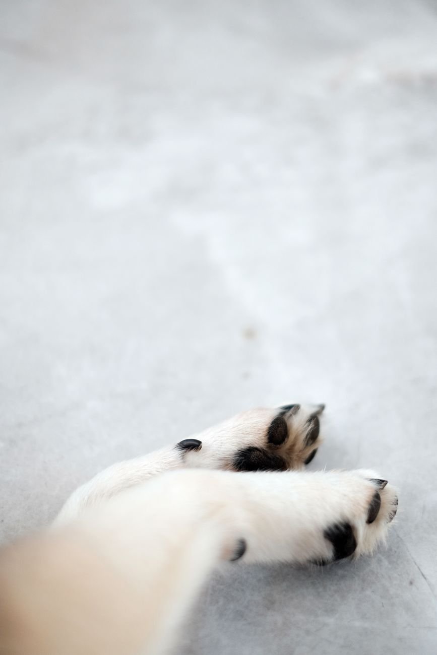 A dog lying on a clean floor at home