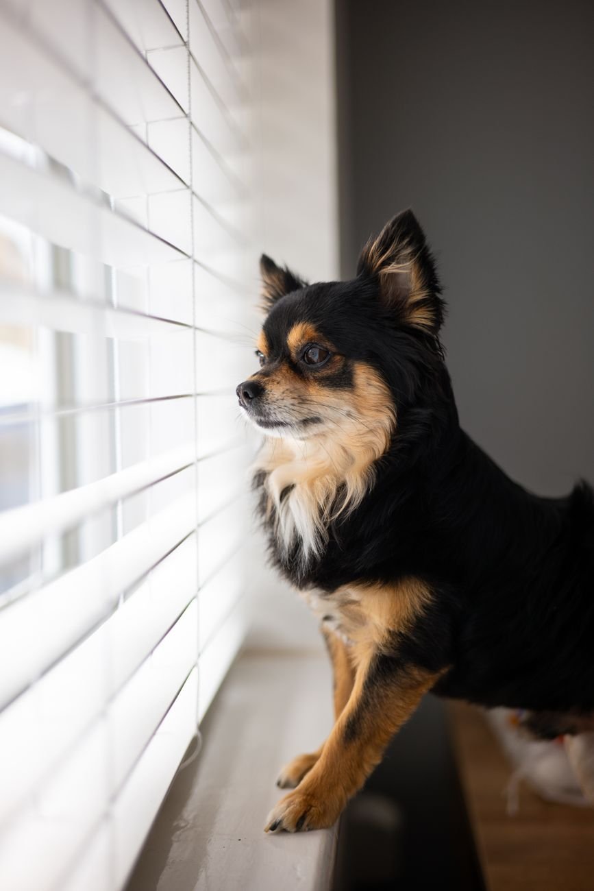 A dog looking out of a window at home