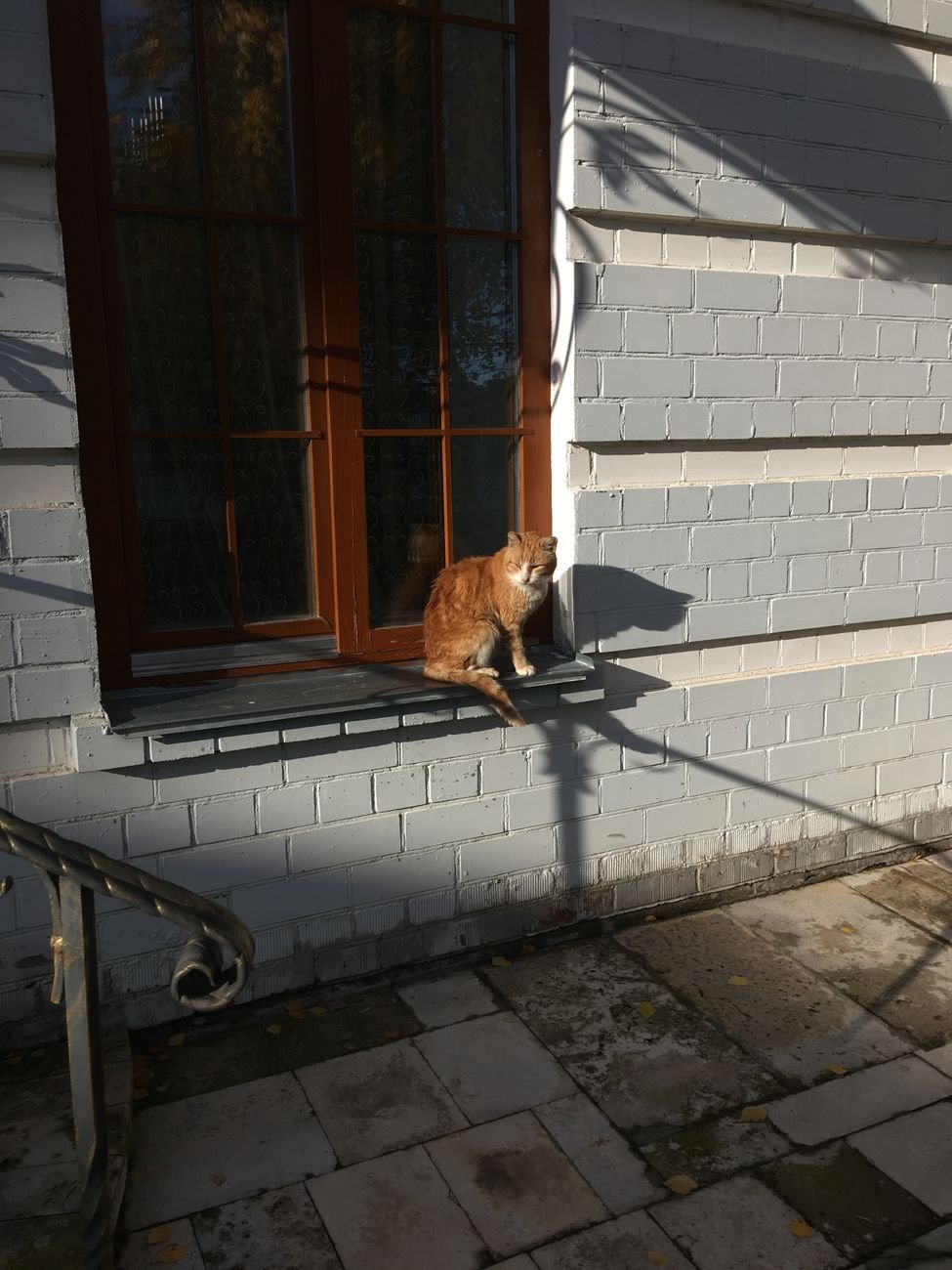 A cat sitting on a sunny windowsill